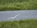 Garceta común - Egretta garzetta - Martinet blanc comú
