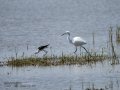 Garceta común - Egretta garzetta - Martinet blanc comú