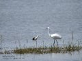 Garceta común - Egretta garzetta - Martinet blanc comú
