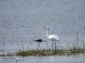 Garceta común - Egretta garzetta - Martinet blanc comú