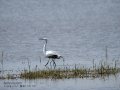 Garceta común - Egretta garzetta - Martinet blanc comú