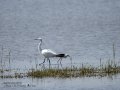 Garceta común - Egretta garzetta - Martinet blanc comú