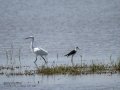 Garceta común - Egretta garzetta - Martinet blanc comú