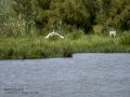 Garceta común - Egretta garzetta - Martinet blanc comú