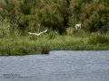 Garceta común - Egretta garzetta - Martinet blanc comú