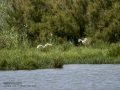 Garceta común - Egretta garzetta - Martinet blanc comú