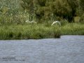 Garceta común - Egretta garzetta - Martinet blanc comú