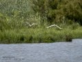 Garceta común - Egretta garzetta - Martinet blanc comú