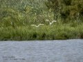 Garceta común - Egretta garzetta - Martinet blanc comú