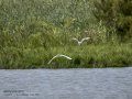 Garceta común - Egretta garzetta - Martinet blanc comú