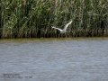 Garceta común - Egretta garzetta - Martinet blanc comú