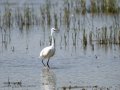 Garceta común - Egretta garzetta - Martinet blanc comú