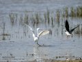 Garceta común - Egretta garzetta - Martinet blanc comú