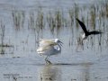 Garceta común - Egretta garzetta - Martinet blanc comú
