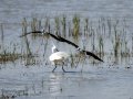 Garceta común - Egretta garzetta - Martinet blanc comú