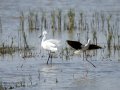Garceta común - Egretta garzetta - Martinet blanc comú