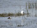 Garceta común - Egretta garzetta - Martinet blanc comú