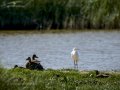 Garceta común - Egretta garzetta - Martinet blanc comú