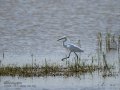 Garceta común - Egretta garzetta - Martinet blanc comú