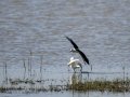 Garceta común - Egretta garzetta - Martinet blanc comú