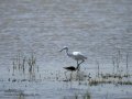 Garceta común - Egretta garzetta - Martinet blanc comú