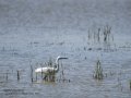 Garceta común - Egretta garzetta - Martinet blanc comú