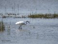 Garceta común - Egretta garzetta - Martinet blanc comú
