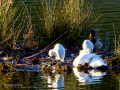 Garcilla bueyera - Bubulcus ibis - Garceta bouera