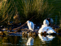 Garcilla bueyera - Bubulcus ibis - Garceta bouera