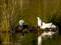 Garcilla bueyera - Bubulcus ibis - Garceta bouera