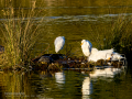 Garcilla bueyera - Bubulcus ibis - Garceta bouera
