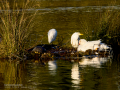 Garcilla bueyera - Bubulcus ibis - Garceta bouera