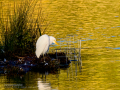 Garcilla bueyera - Bubulcus ibis - Garceta bouera
