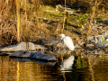 Garcilla bueyera - Bubulcus ibis - Garceta bouera