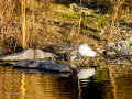 Garcilla bueyera - Bubulcus ibis - Garceta bouera