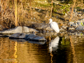 Garcilla bueyera - Bubulcus ibis - Garceta bouera
