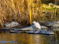 Garcilla bueyera - Bubulcus ibis - Garceta bouera
