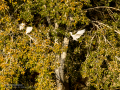 Garcilla bueyera - Bubulcus ibis - Garceta bouera