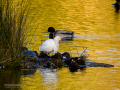 Garcilla bueyera - Bubulcus ibis - Garceta bouera