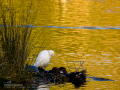 Garcilla bueyera - Bubulcus ibis - Garceta bouera