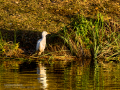 Garcilla bueyera - Bubulcus ibis - Garceta bouera