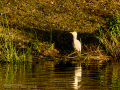 Garcilla bueyera - Bubulcus ibis - Garceta bouera