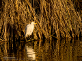 Garcilla bueyera - Bubulcus ibis - Garceta bouera
