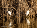 Garcilla bueyera - Bubulcus ibis - Garceta bouera