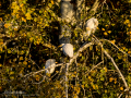Garcilla bueyera - Bubulcus ibis - Garceta bouera