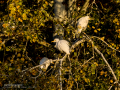 Garcilla bueyera - Bubulcus ibis - Garceta bouera