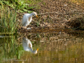 Garcilla bueyera - Bubulcus ibis - Garceta bouera
