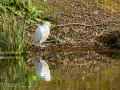 Garcilla bueyera - Bubulcus ibis - Garceta bouera