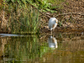 Garcilla bueyera - Bubulcus ibis - Garceta bouera