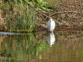 Garcilla bueyera - Bubulcus ibis - Garceta bouera